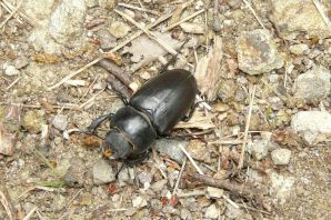 Черный жук на огороде