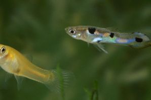 Дермогенис аквариумная рыбка