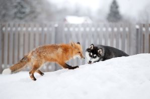 Смесь лисы и собаки