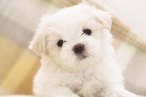 Маленькая белая собачка