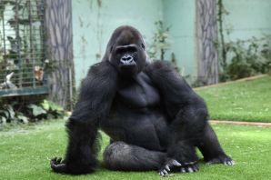 Обезьяна горилла