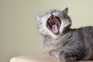 Зевающий кот