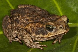 Серая жаба маленькая