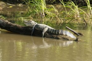 Индийский крокодил