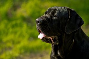 Большие черные собаки породы