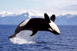 Шантарские острова киты