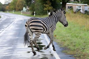 Пешеходная зебра