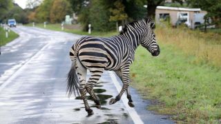 Пешеходная зебра