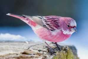 Розовый воробей птица