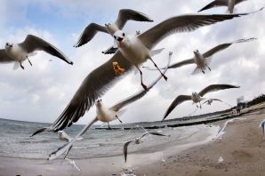 Птицы балтийского моря