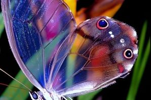 Бабочка баттерфляй