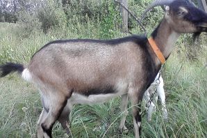 Ламанча порода коз