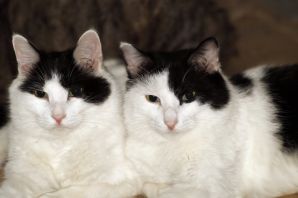 Сиамские близнецы кошки