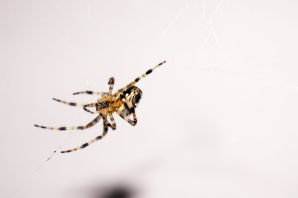 Билайн паук