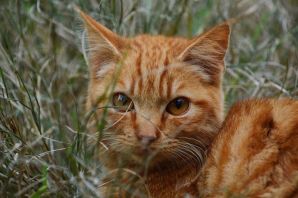 Рыжий полосатый кот