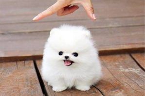 Маленькая беленькая собачка