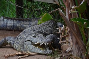 Самый опасный крокодил в мире