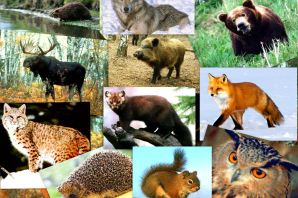 Широколиственные леса животные