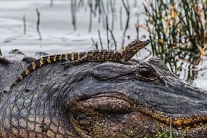 Полосатый крокодил
