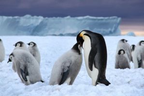 Животные северного ледовитого океана