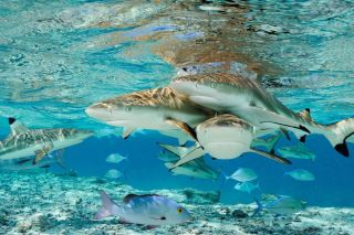 Рифовые акулы на мальдивах