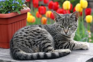 Серый полосатый котенок