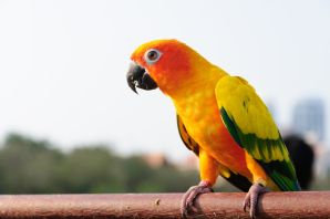Оранжевый попугай