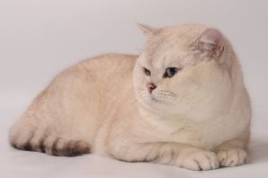 Сибирская шиншилла кошка