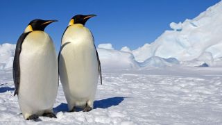 Пасть пингвина