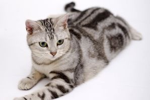 Короткошерстные породы кошек