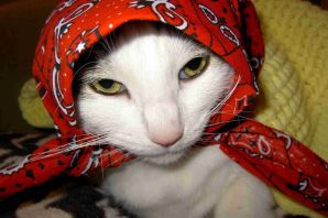 Арабский кот
