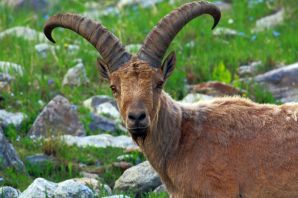 Кавказский горный козел