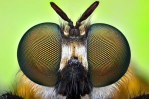 Лицо бабочки под микроскопом