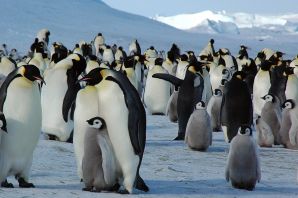 Пингвины в арктике