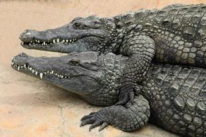 Крокодилы виды