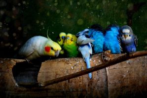 Породы попугаев