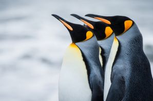 Клюв пингвина