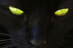Желтые глаза у кошки