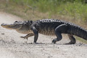 Крокодил аллигатор кайман