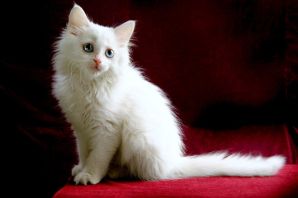 Белая ангора кошка