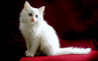 Белая ангора кошка