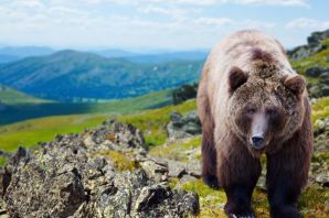 Кавказский бурый медведь