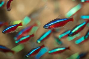 Неон голубой аквариумная рыбка