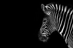 Черная зебра