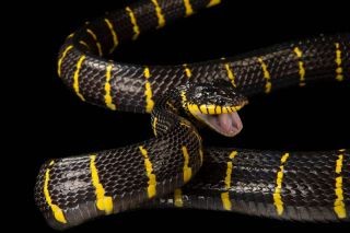 Серая змея с желтыми пятнами
