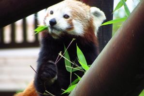 Красная панда на задних лапах