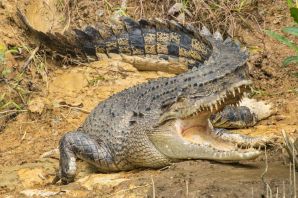 Малагасийский нильский крокодил
