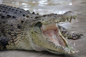 Крокодилы представители