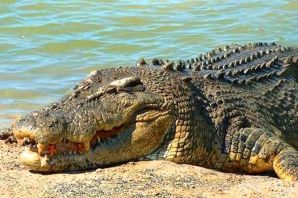 Крокодил пресмыкающееся