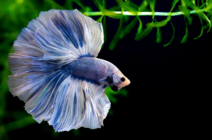 Рыбка петушок голубой